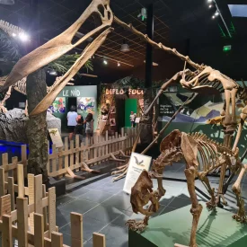 Photo d'un fossile à l'intérieur de la galerie des découvertes dans le parc Paléopolis