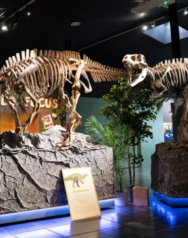 Galerie des découvertes fossiles à Paléopolis
